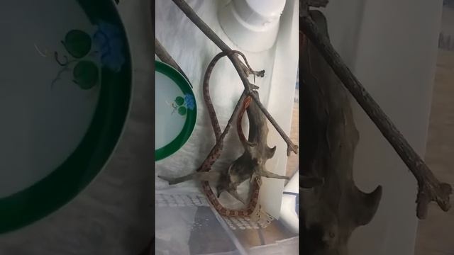 Линька маисового полоза, успел с самого начала! смотреть онлайн