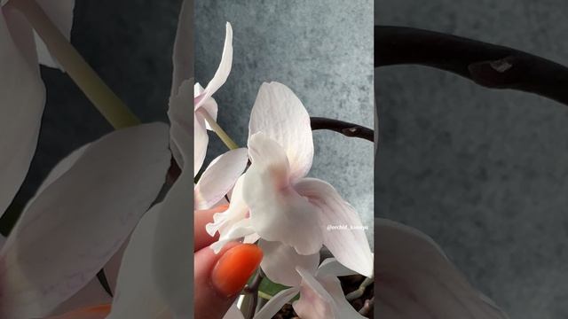 Необычный биглип phal. Popcorn ?| Charming Warszawa ‘1214 | Первое цветение фаленопсиса Попкорн ?