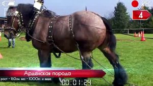 ТОП 10 САМЫХ БОЛЬШИХ ЛОШАДЕЙ ТЯЖЕЛОВОЗОВ