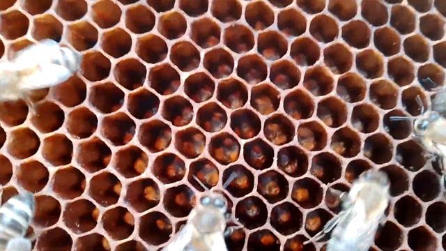 Учитесь на моих ошибках,у меня они бывают. Я такой же пчеловод как и все .Трутовка в ППУ №2. смотреть онлайн