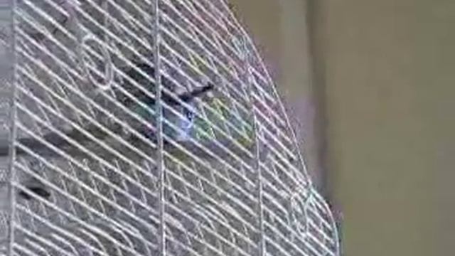 Волнистая девочка разговаривает :) смотреть онлайн