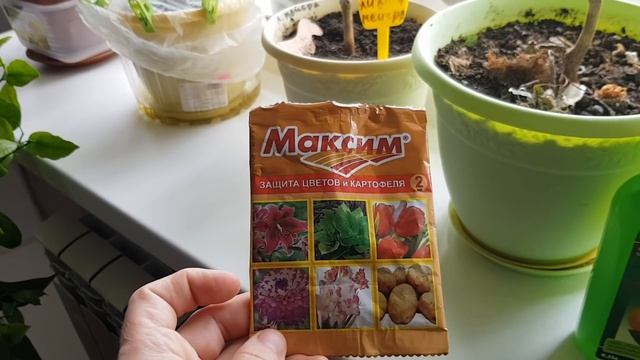 Главные правила ухода за цитрусовыми растениями в условиях усиленной работы отопительной системы. смотреть онлайн