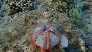 Размножение морского ежа?