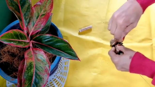 Flower making Malayalam / flower from dry banana leaves/ Diy rose flower/craft ideas/palmcraft idea смотреть онлайн