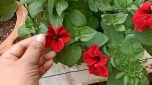 Complete Care of a Petunia Plant during Winter||पेटुनिया से बहुत सारे फूल लेने के लिए एैसे करें केय