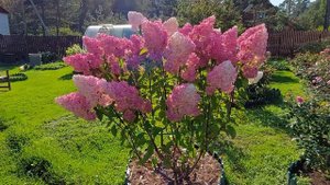 гортензия метельчатая Ванилла Фрейз