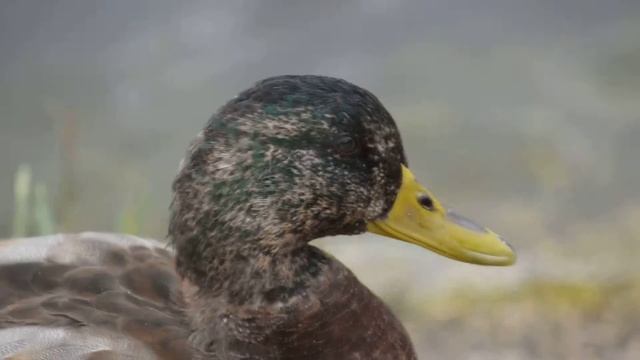 Nikon D7000 Test2.MOV смотреть онлайн