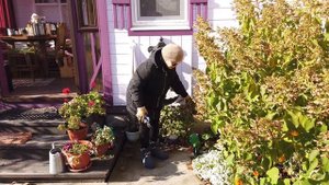 Подготовка сада к зиме. Подготовка цветников к зиме. Осенние цветы.