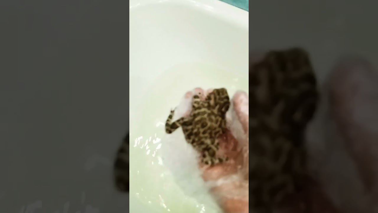 лягушки смотреть онлайн