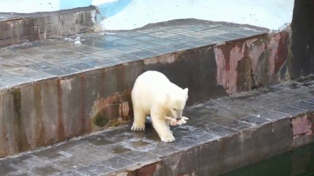 Белым медведям спрятали кусочки мяса в снежную горку. Часть 2. смотреть онлайн