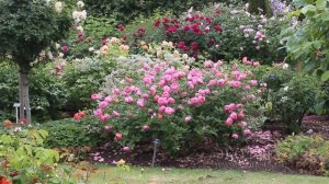 Потрясающие розы в саду Дэвида Остина.