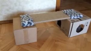 Мой шотландский прямоухий кот в детстве