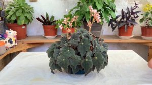 Begonia Black Mamba. #hoymodela