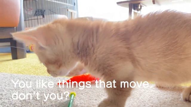 A two-month-old Munchkin kitten came to our house. смотреть онлайн