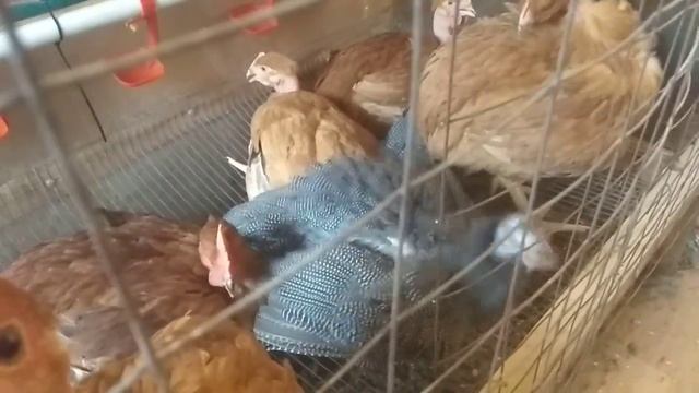 Цесарки едят с рук// Ручные цесарки// смотреть онлайн