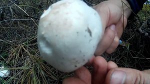 Шампиньон Лесной. Начинающему грибнику