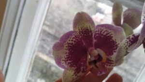 Phalaenopsis Dream Diamond orchid Kyiv орхідея Дрім Даймонд
