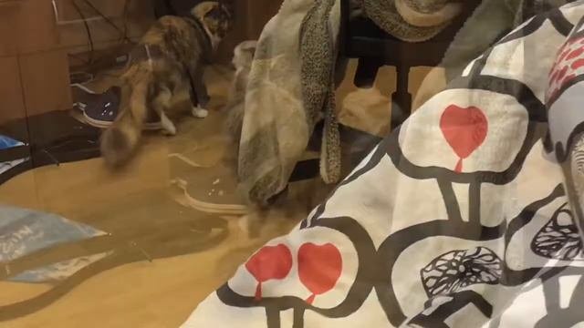 Манчкин Vs Мейнкун
