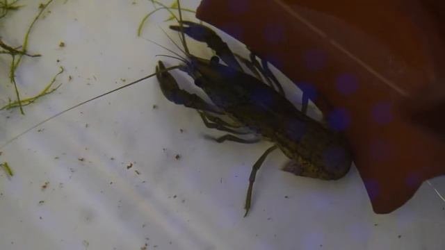 Лекция "Биологическая космическая лаборатория"