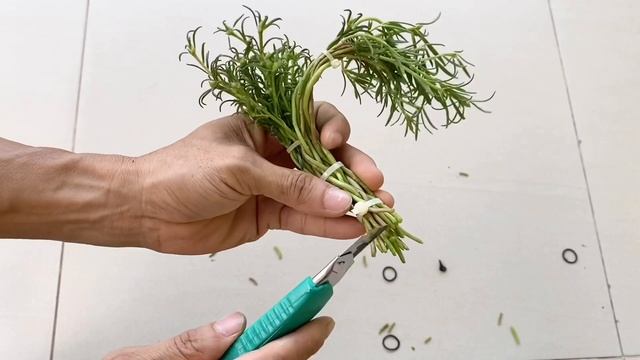Portulaca grandiflora | Moss rose Planting Bonsai in Water Beautifully Beautiful смотреть онлайн