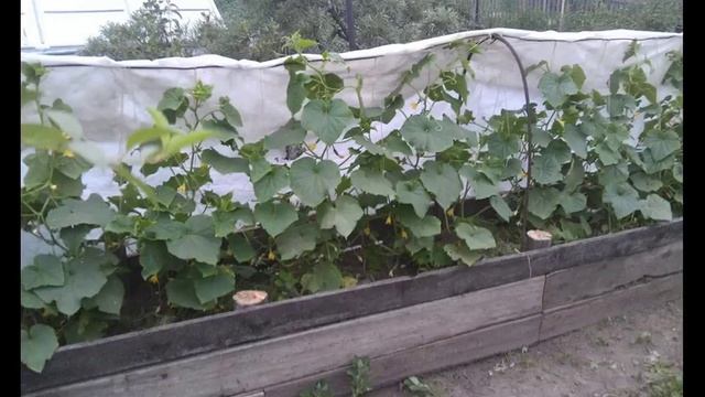 Почему желтеют листья огурцов в теплице и в открытом грунте смотреть онлайн