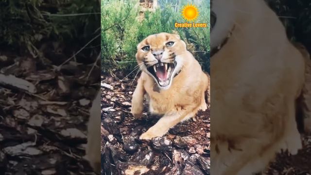 Caracal :A Bird Hunter