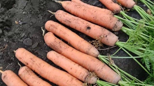 Убираю морковь и свёклу. Что наросло в это супер жаркое лето ?