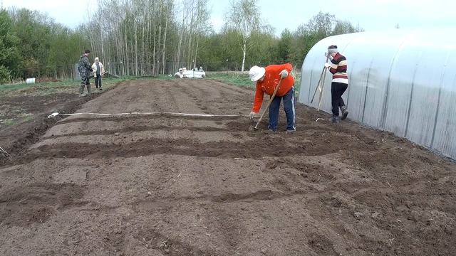 ПОСАДКА КАРТОФЕЛЯ под ПЛУГ и ФРЕЗОЙ под грядки // Мотоблок мтз БЕЛАРУС 09Н