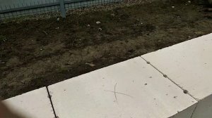 20. Установка доборных блоков газобетона , ,, тёплый шов "для них , выведение идеальной плоскости