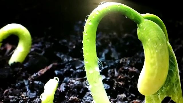 как посадить фасоль в домашних условиях ?