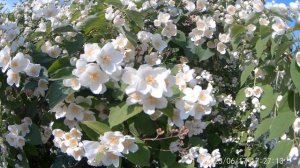 Знаменский Елецкий женский монастырь