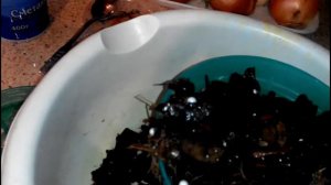 ЛЕГКО! РАЗМНОЖЕНИЕ ОРХИДЕИ БОКОВЫМИ ПАСЫНКАМИ