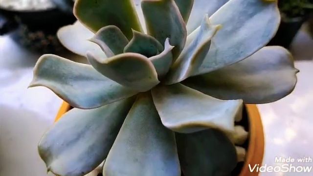 #Echeveria #Lilacina ( Echeveria #Fantasma) смотреть онлайн