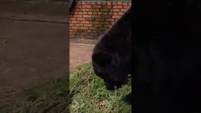 МеДведь ГРом МОсковСкий зооПАрк Bear Grom Moscow Zoo