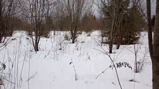 Непонятные следы на моём участке у дома... Рядом лес.mp4 смотреть онлайн