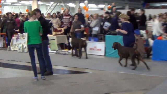 Моно доберманов ГРАН ПРИ УРАЛА 2015 - Кобели к-п / BrownMales смотреть онлайн