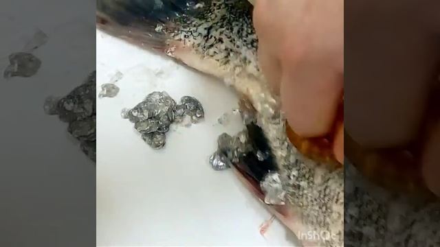 Толстолобик, чистим и радуемся. смотреть онлайн