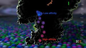 Electron transport chain