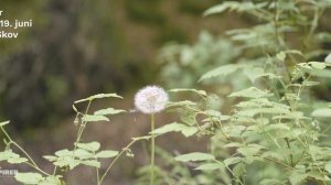 Hvor skal vi hen næste gang? 🌱 FDF Spirer 🌱 Friluftsliv i børnehøjde 🌱