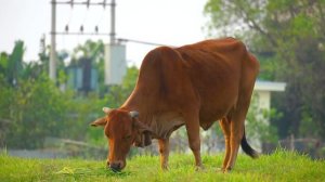 Funny animal sounds: Elephant, cow, chicken, horse, duck, dog, cat - Part 4