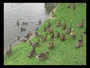 Большой Новодевичий пруд (08.08.21)