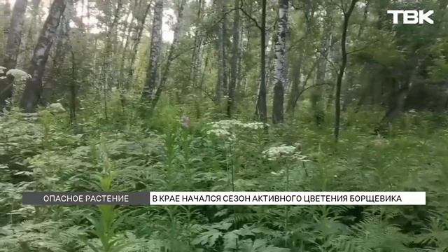 Борщевик зацвел в Красноярске: как бороться с сорняком
