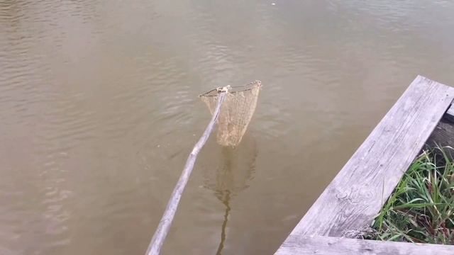 Домашний водоем. Ловим рыбу самодельным подсаком смотреть онлайн