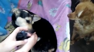 Первые роды Той терьера