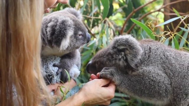 GUMNUT THE KOALA JOEY! | The Australian Reptile Park смотреть онлайн