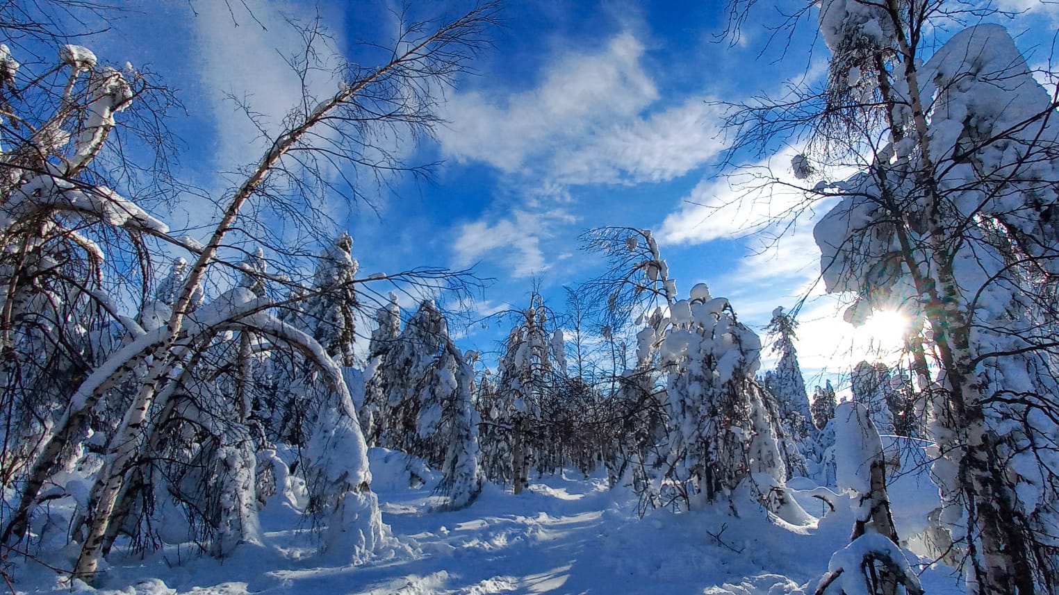 Флокс седой урал фото