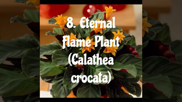15 Low Light Indoor Flowering Plants | Top Flowering Plants to Brighten Up Indoor Spaces