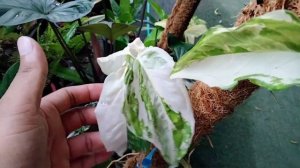 เงินไหลมาด่าง (Syngonium Podophyllum Albo Variegated)