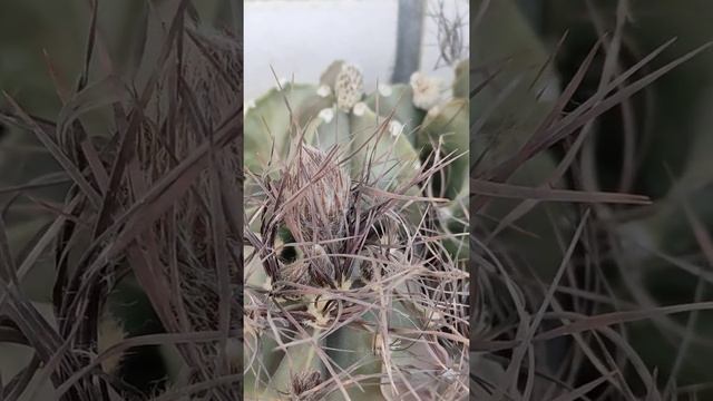 Astrophytum asterias ,Red. 6 сентября. смотреть онлайн