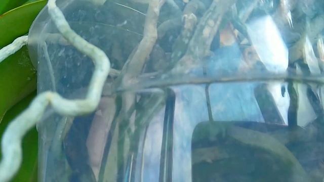 ЗАСТАВЬ орхидеи ЦВЕСТИ ТАК! бутонов УЙМА, корней ТЬМА, орхидеи ЦВЕТУТ КАСКАДОМ! цветение ОБИЛЬНОЕ! смотреть онлайн